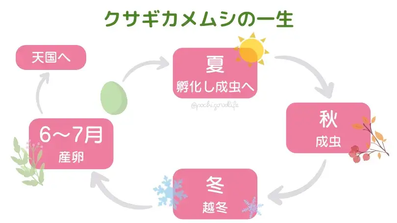 クサギカメムシの一生