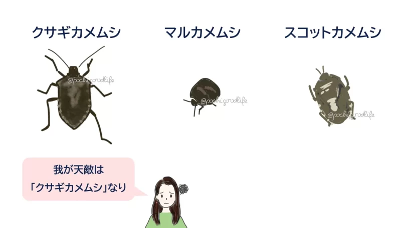 カメムシのイラスト